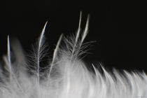 Feather Forest von Maureen Opsomer