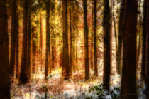 Farben im Winterwald von Nicc Koch