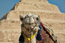 Camel at Step Pyramid of Saqqara von Andy Doyle