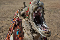 Sloppy Camel Yawn by Andy Doyle