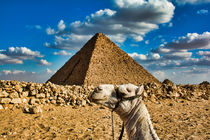 Camel Holding Up Great Pyramid von Andy Doyle