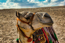 Cute Camel Side View by Andy Doyle