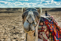 Cute Camel Face View von Andy Doyle