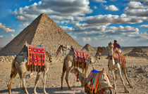 Camels with Great Pyramids by Andy Doyle