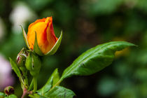 Rose by Peter Frank