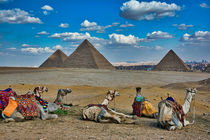 Camels with Great Pyramids by Andy Doyle