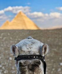 Camel pondering the Great Pyramids von Andy Doyle