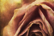 Der Duft der Rose von Petra Dreiling-Schewe