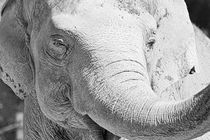 Elefanten Lachen by kattobello