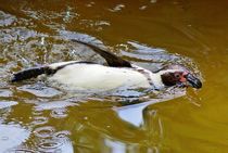 Humboldt Pinguin im Wasser 2 by kattobello