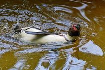 Humboldt Pinguin im Wasser 1 von kattobello