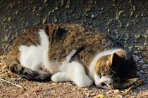 Schlafende Hauskatze von kattobello