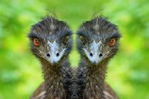 Zweikopf Emu by kattobello