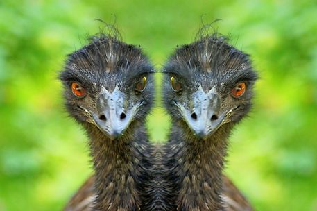 Zweikopf-emu