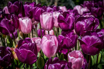 Pink and Purple Tulips von Colin Metcalf