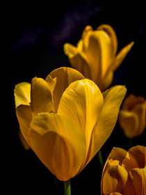 Yellow Tulips by Colin Metcalf