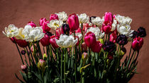 White, Pink and Black Tulips von Colin Metcalf
