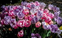 Lilac, Pink and White Tulips von Colin Metcalf