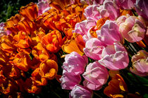 Pink and Orange Tulips von Colin Metcalf