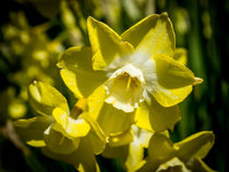 A Spring Daffodil by Colin Metcalf