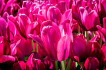 Pink Tulips by Colin Metcalf