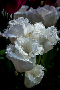 White Fringed Tulip. by Colin Metcalf
