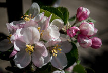 Cherry Blossom von Colin Metcalf
