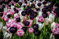 Pink, White and Black Tulips von Colin Metcalf