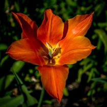 Orange Open Tulip von Colin Metcalf