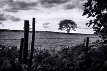 Meadow View von Colin Metcalf