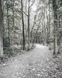Woodland Path von Colin Metcalf