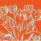 Blumenbilder-tulpen-orange