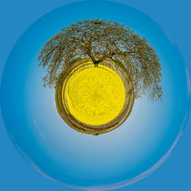 Baum im Rapsfeld-Little Planet von Erhard Hess