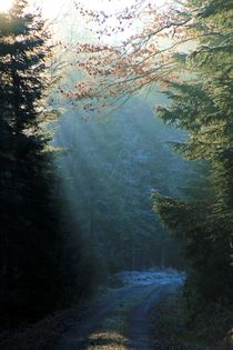 Verzauberter Waldspaziergang von kraeuterfotografie