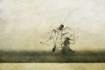 Insekt von Petra Dreiling-Schewe