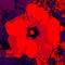 Blumenbilder-red-blue-v027