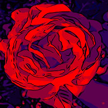 Blumen Poster rote Rose 2 - WelikeFlowers by Robert H. Biedermann