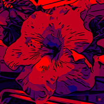 Blumen Poster Red Hibiskus - WelikeFlowers von Robert H. Biedermann