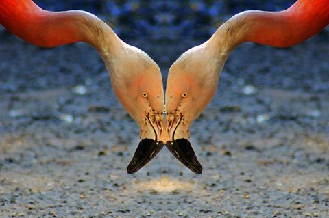 Doppel-flamingo