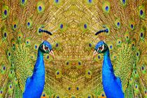 Blauer Pfau im Spiegelbild 2 von kattobello