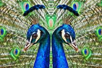 Blauer Pfau im Spiegelbild 1 von kattobello