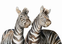 Zebras Watercolor by zapista