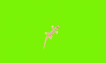 Gecko von Uwe Ruhrmann