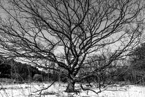 Baum im Winter by Wilhelm Dreyer