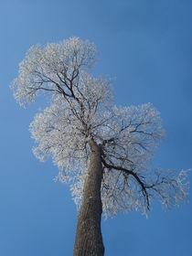 Edelkastanien-Baum-Krone im Winter mit Raureif und vor blauem Himmel von Andrea Köhler