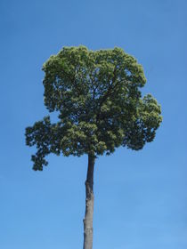 Edelkastanien-Baum-Krone im Sommer mit blauem Himmel von Andrea Köhler