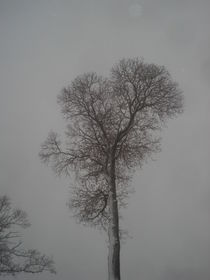 Edelkastanien-Baum-Krone im Winter im Nebelgrau von Andrea Köhler