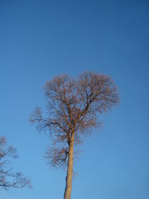 Edelkastanien-Baum-Krone im Herbst mit blauem Himmel von Andrea Köhler