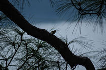 Meditative bird von Sharanya Manola