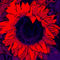 Blumenbilder-red-blue-100x75-9